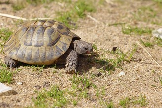 Hermann's tortoise (testudo hermanni), walking on soft ground, captive, Rhineland-Palatinate,