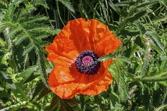 Oriental poppy (Papaver orientale), Allgaeu, Bavaria, Germany, Europe