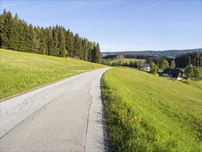 Road leads through a meadow at the edge of the forest, Joglland, near Ratten, Styria, Austria,