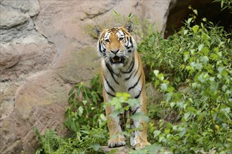 Close-up of a Siberian tiger (Panthera tigris altaica) in a forest, captive