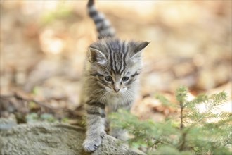 Close-up of a European wildcat (Felis silvestris silvestris) kitten in a forest in spring, Bavarian