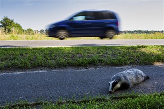 Dead badger on cycle path, Neuhardenberg, Brandenburg, Germany, Europe