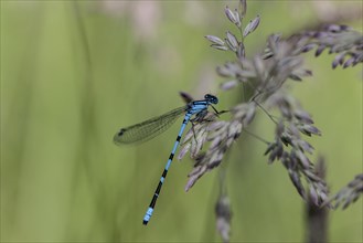 Goblet damselfly (Enalagma cyathigerum), Emsland, Lower Saxony, Germany, Europe