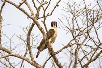 Laughing falcon (Herpetotheres cachinnans) Pantanal Brazil