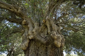 Old olive tree near Lun, island of Pag, Zadar, Dalmatia, Croatia, Europe