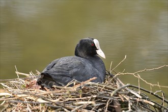 Close-up of a Eurasian Coot (Fulica atra) sitting on a nest in spring