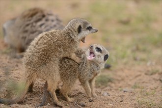 Close-up of two little meerkat or suricate (Suricata suricatta) babies playing
