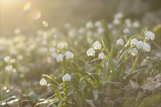Spring Snowflake (Leucojum vernum) blossoms in a forest on a sunny evening in spring