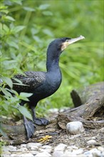 Black cormorant (Phalacrocorax carbo) standing at the shore of a lake, Germany, Europe
