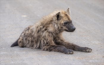 Spotted hyenas (Crocuta crocuta), adult, sitting on the road, Kruger National Park, South Africa,