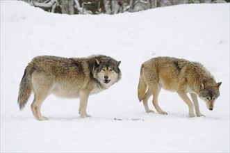 Algonquin wolf (Canis lupus lycaon) in the snow in a forest clearing se, captive, Germany, Europe