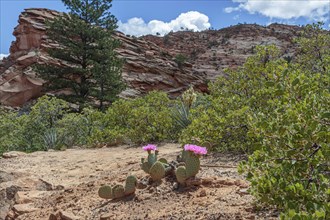 Prickly pear cactus blooming in Zion National Park, Utah, United States of America, USA, North