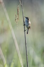 Sedge warbler (Acrocephalus schoenobaenus), Lower Saxony, Germany, Europe