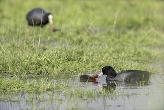 Common coot (Fulica atra) with juvenile, Lower Saxony, Germany, Europe