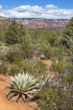 Century plants along the Devil's Bridge Trail in Sedona, Arizona, United States of America, USA,