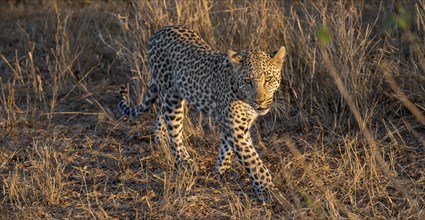 Leopard (Panthera pardus) running through dry grass, adult, in the evening light, Kruger National