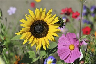 Sunflower (Helianthus annuus), flowering, Baden-Wuerttemberg, Germany, Europe, Large, bright