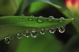 Drops of water sit on a green leaf, the precision of the drops and the reflections create a