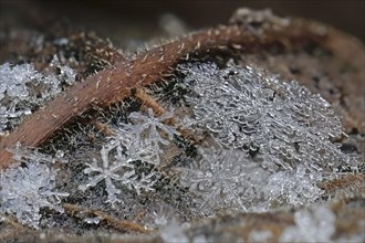 Close-up of several snowflakes with fine, icy details