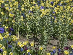 A flower bed with a mixture of yellow, blue and purple flowers in full spring bloom, many