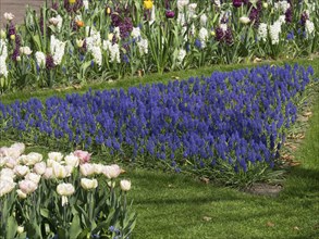 A flower bed with purple and pink hyacinths surrounded by colourful tulips and daffodils on a green