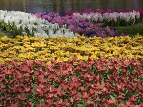 A flower bed with various tulips and hyacinth flower-bed in bright colours in a garden during