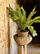 A green plant in a flower pot on a rustic background, palma de mallorca on the mediterranean sea