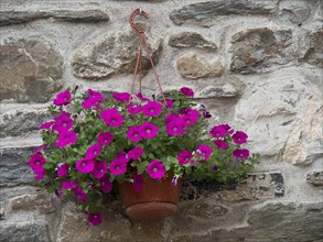 Bright pink flowers in a hanging flower pot on a stone wall, Bari, Italy, Europe