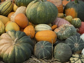 An interplay of colourful pumpkins in different shapes and sizes, many colourful pumpkins for