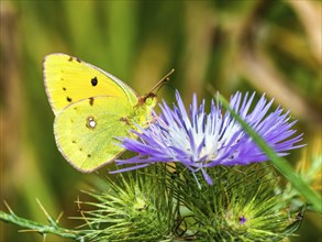 Clouded Yellow, Colias croceus, butterfly, Albania, Europe