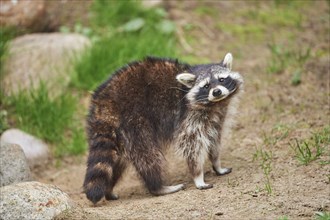 Close-up of a common raccoon (Procyon lotor) in spring