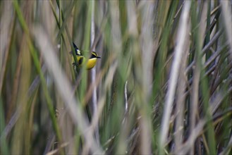 Multicoloured tachurite tyrant (Tachuris rubrigastra) in its natural habitat in the reeds, Buenos