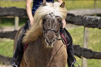 Close-up of a ridden Icelandic horse with equipment and typical long hair