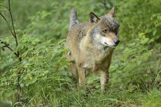 Close-up of a Eurasian wolf (Canis lupus lupus) in a forest in early summer, Bavarian Forest