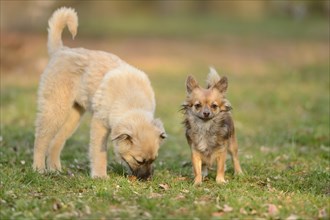 Close-up of a Chihuahua dog in a garden with another mixed breed dog in spring