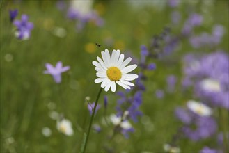 Close-up of a flower meadow with ox-eye daisy (Leucanthemum vulgare), meadow clary (Salvia
