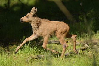 Close-up of a Eurasian elk (Alces alces) youngster in a forest in early summer, Bavarian Forest