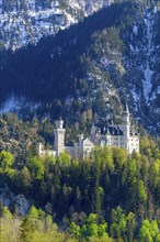 Neuschwanstein Castle in spring, Schwangau, Ostallgaeu, Allgaeu, Swabia, Upper Bavaria, Bavaria,