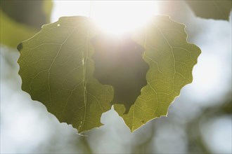 Close-op of European aspen (populus tremula) leafes in a forest in spring