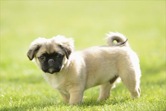 Close-up of a chug (Chihuahua and pug mix) dog puppy on a meadow in spring