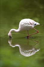 Close-up of a Lesser Flamingo (Phoenicopterus minor) in a little pond