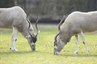 Close-up of an addax (Addax nasomaculatus) in a zoo in spring