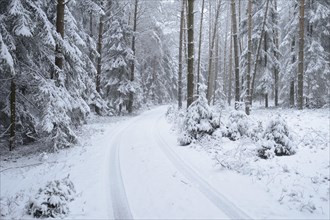 Landscape of a forest trail in winter, Germany, Europe