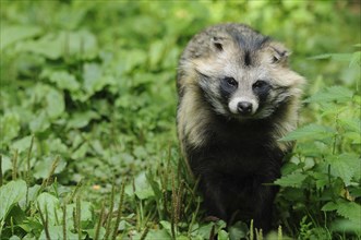 Raccoon dog (Nyctereutes procyonoides) in a natural vegetation, captive