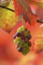Vine, grapevine, branch with grape umbel and red vine leaves in sunlight, Moselle,