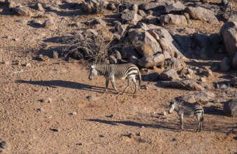 Hartmann's mountain zebras (Equus zebra hartmannae) between rocks, casting long shadows, adult and