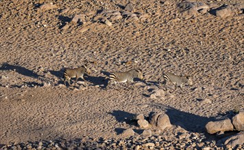 Three hartmann's mountain zebras (Equus zebra hartmannae) in the sand, from above, Hobatere