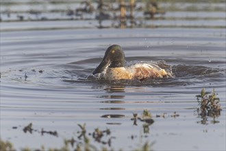 Northern shoveler (Spatula clypeata) bathing, Lower Saxony, Germany, Europe