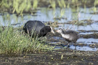 Common coot (Fulica atra) with juvenile, Lower Saxony, Germany, Europe