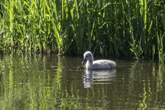 Young mute swan (Cygnus olor), Lower Saxony, Germany, Europe